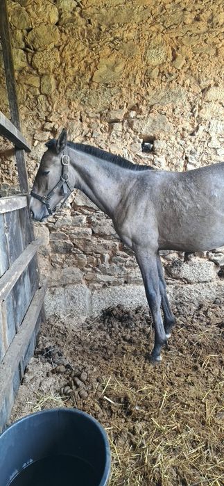 Poldra PSL com 10meses