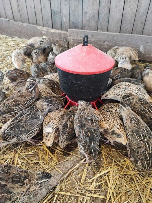 Przepiórki niosące jajka