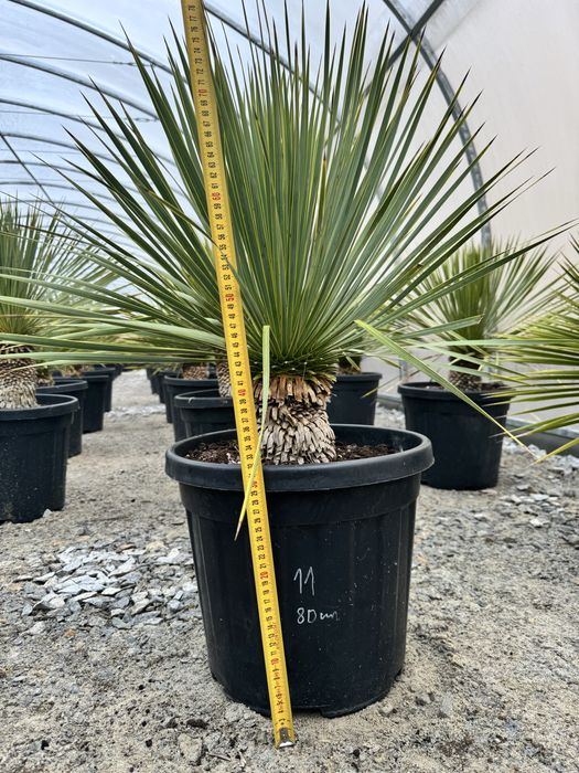 Juka Rostrata Yucca Rostrata ok 80 cm