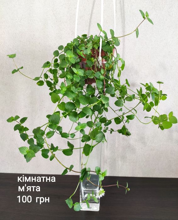 Цитарексилум вариегатный и зеленый,  ароматные комнатные цветы