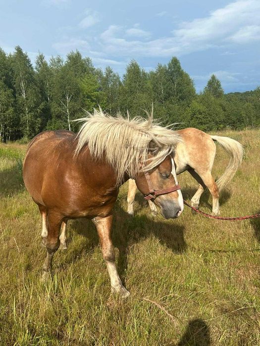 Ogier haflinger na sprzedaż z licencją