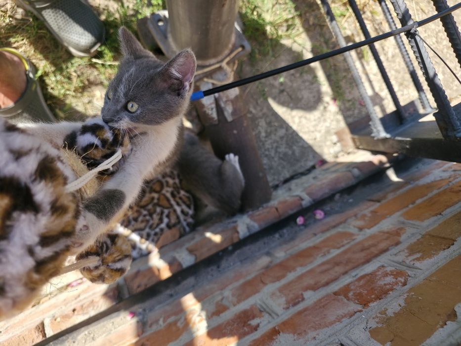 Кошенята шукають домівку