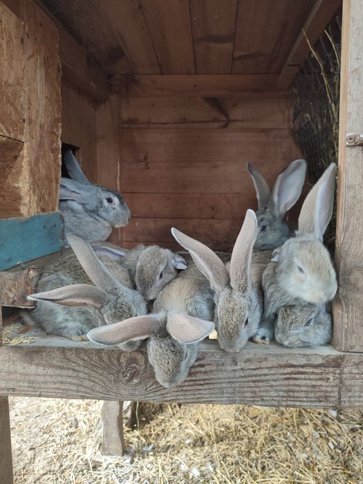 Продам кролів європейська шиншила