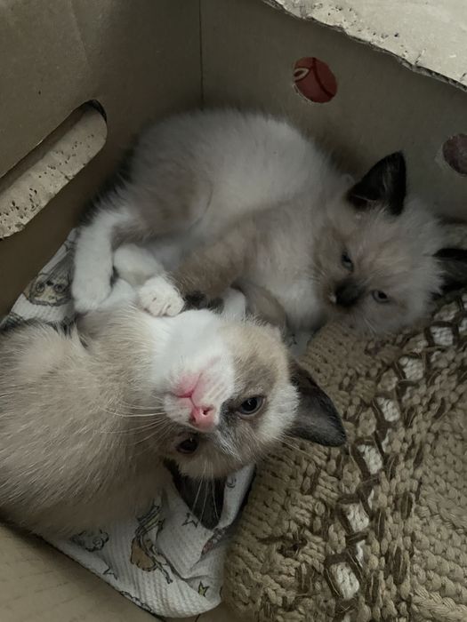 Кошеня,котик,котики