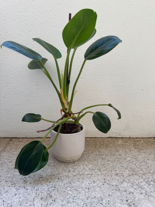 Ficus Benjamina + Philodendron — Plantas em vaso | Conjunto ou separado