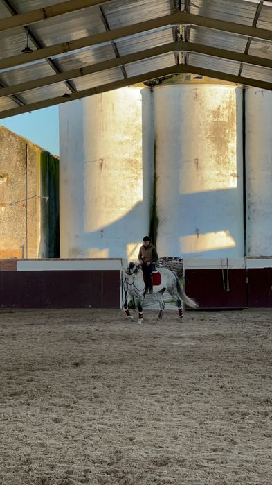 Cavalo lusitano