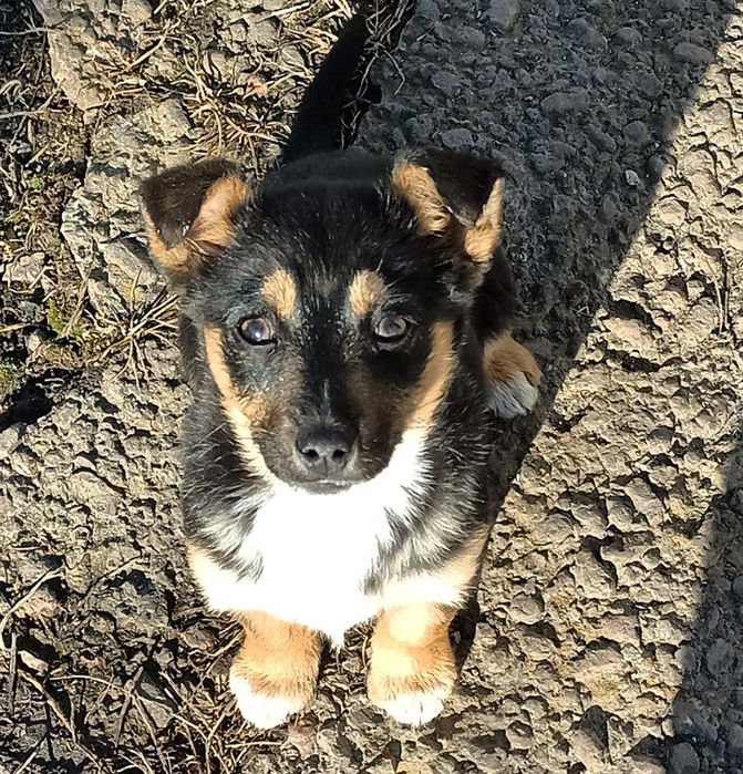 БЕЗКОШТОВНО цуценя м.Суми