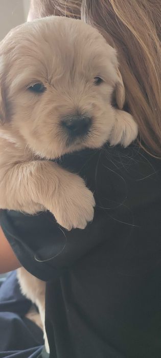 Golden retriever suczka szczenię rodzice HDA, ED0, badania genetyczne