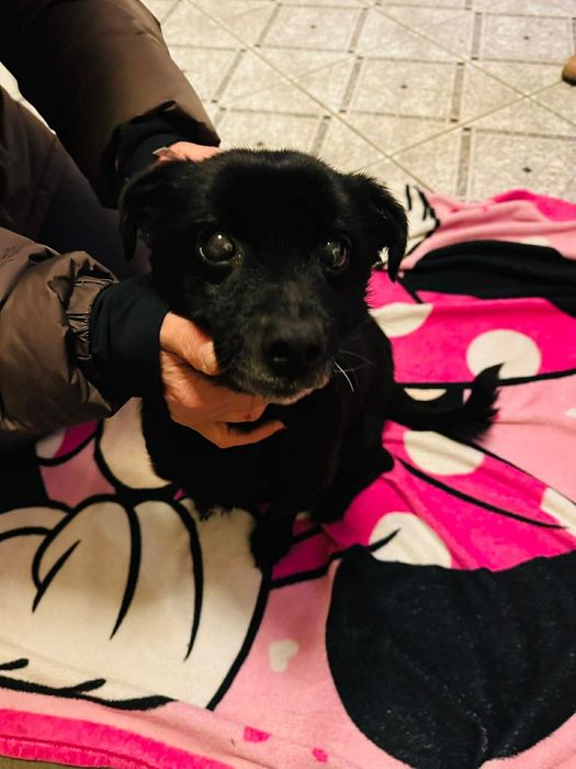 Miniaturowy Tolek szuka domu