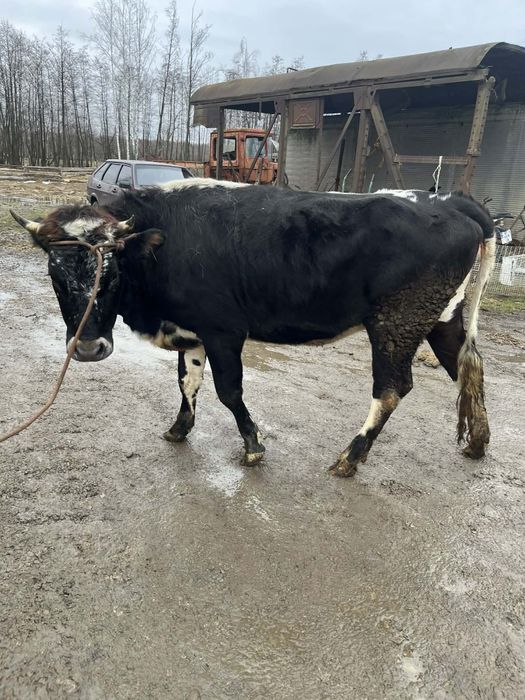 Продається тільна телиця