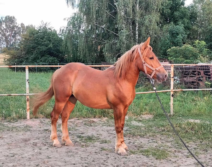 Sprzedam klacz zimnokrwistą