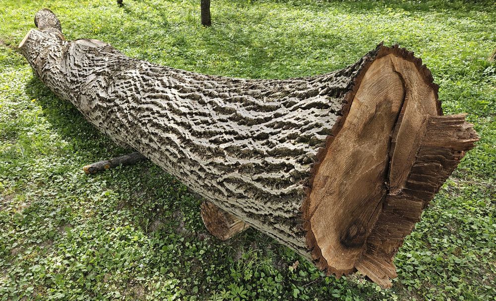 Orzech włoski, drewno, pień na meble