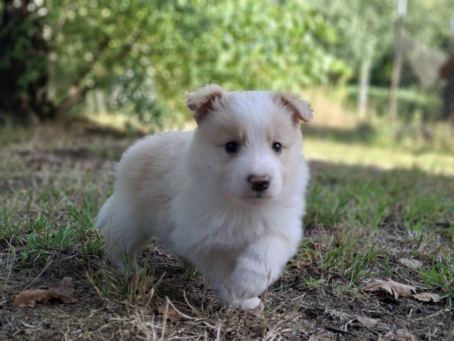 Border Collie, piękny szczeniaczek ZKwP (FCI)