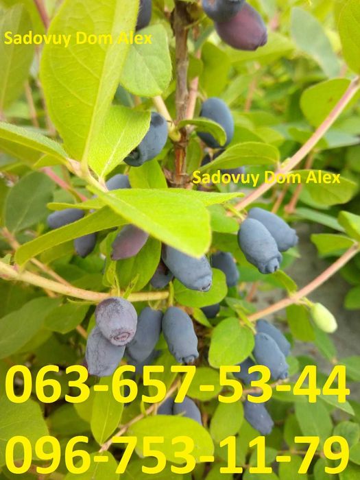 Жимолость Клубника Лохина Хурма Калина Черешня Груша Яблуня Абрикоса