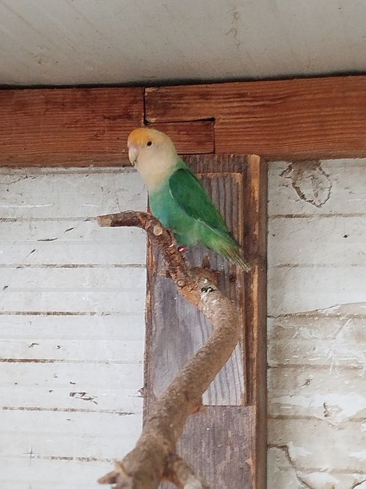 Casais reprodutores agapórnis roseicollis