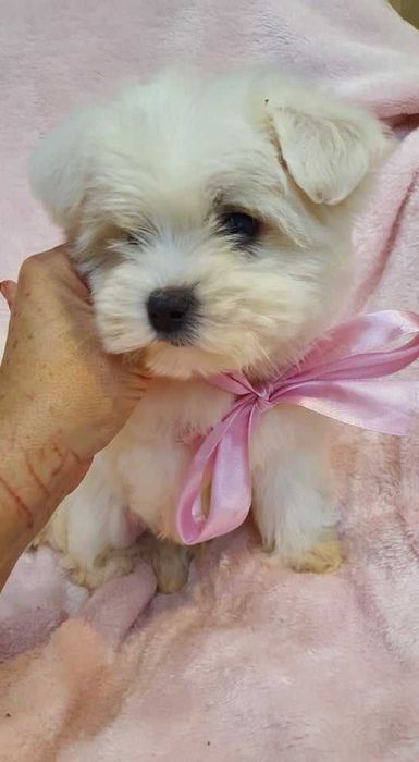 Maltańczyk Piękna Suczka z Rodowodem.