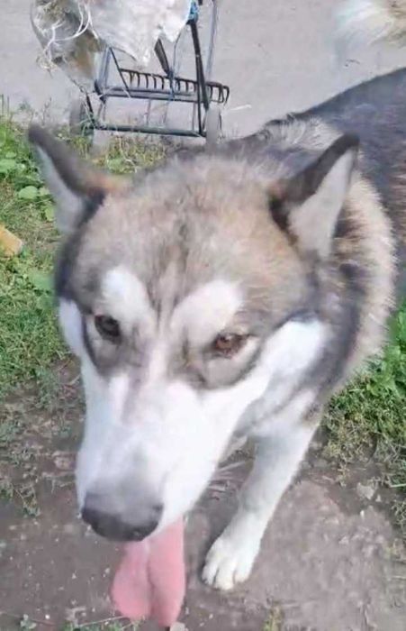 Найде собака Маламут . На немышле