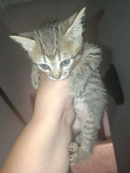 Animais gato dou na charneca da Caparica