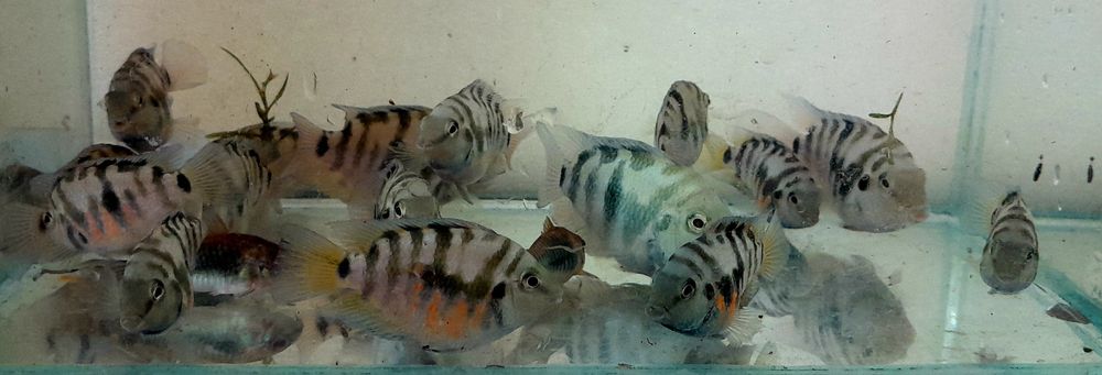 Папуга блакитний тигр акваріумна рибка