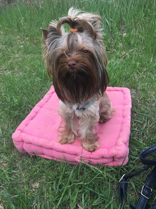 Опытный Йорк в шикарном шоколадном окрасе!!!