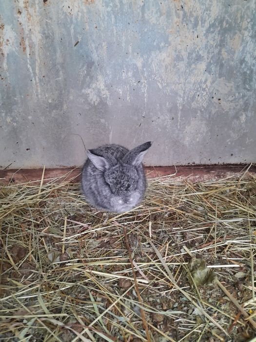 Продам,або обміняю кролів