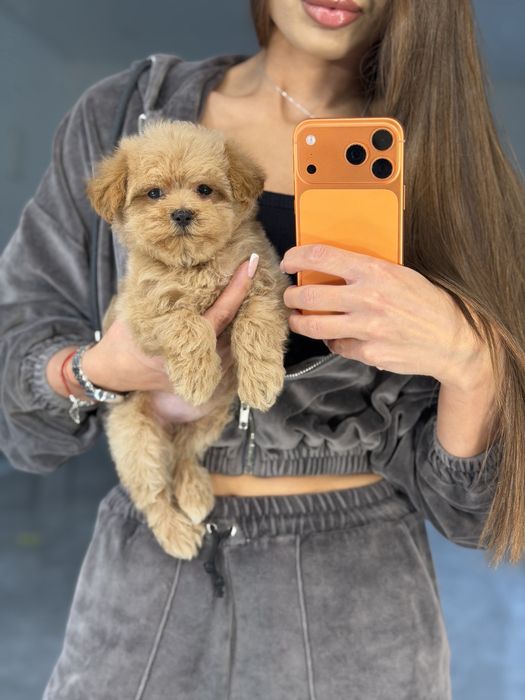 Мальтипу девочка ф1 беби фейс