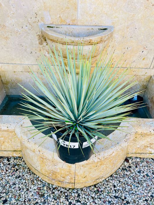 Yucca Rostrata Juka 60-80cm mrozoodporna -20