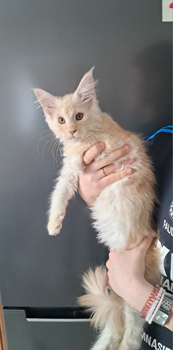 Kocurek z rodowodem FPL