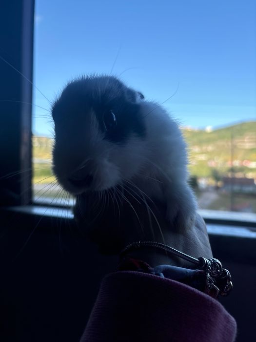 Coelhinho anão lindo bebé preto e branco