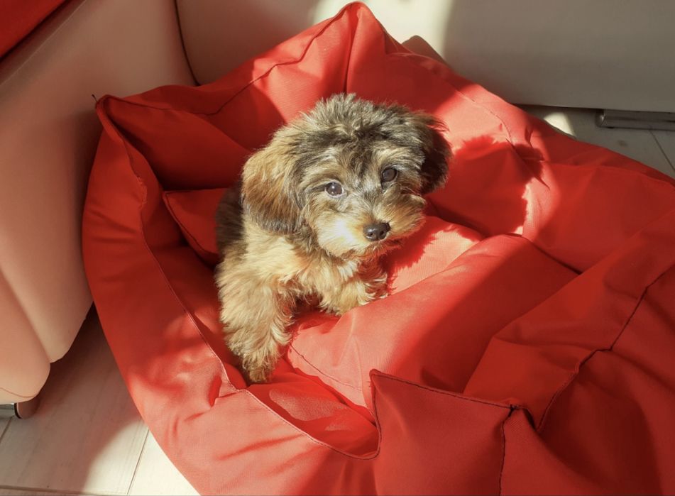 Вʼязка йоркіпу хлопчик