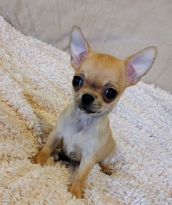 Chihuahua z rodowodem, sunia,szczeniak