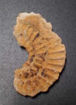 Lote de 10 Fósseis : Amonites, Belemnite, Gastrópode