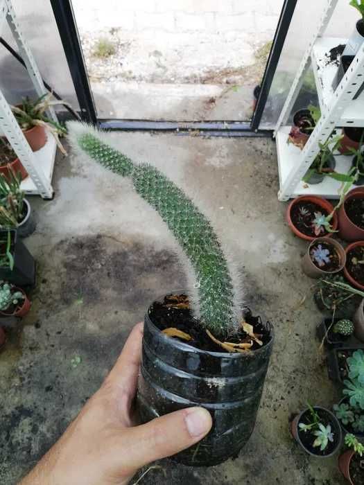 Suculenta Rabo de Raposa