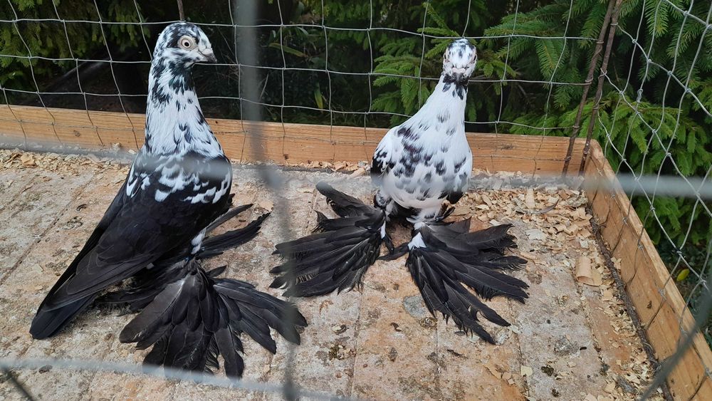 Widyny czarne - gołębie ozdobne