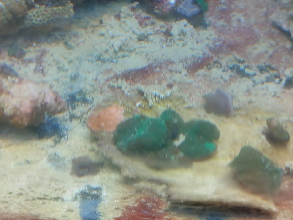 lote de  Corais 35 actinodiscus, xenias star polyp