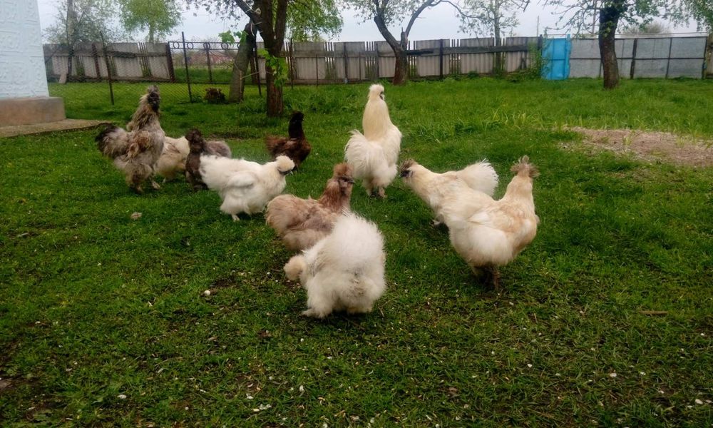 китайська шовкова. Пухові кури