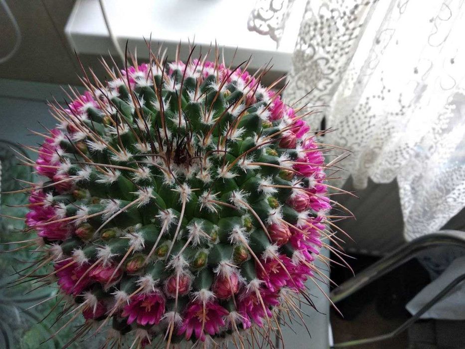 Продаю вазони кактуси