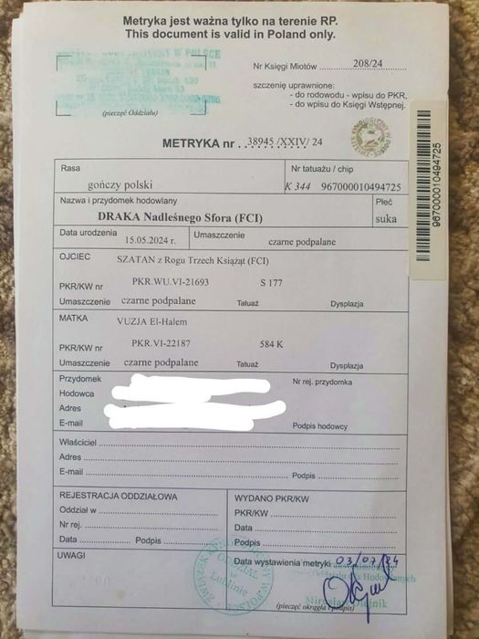 Polski gończy FCI