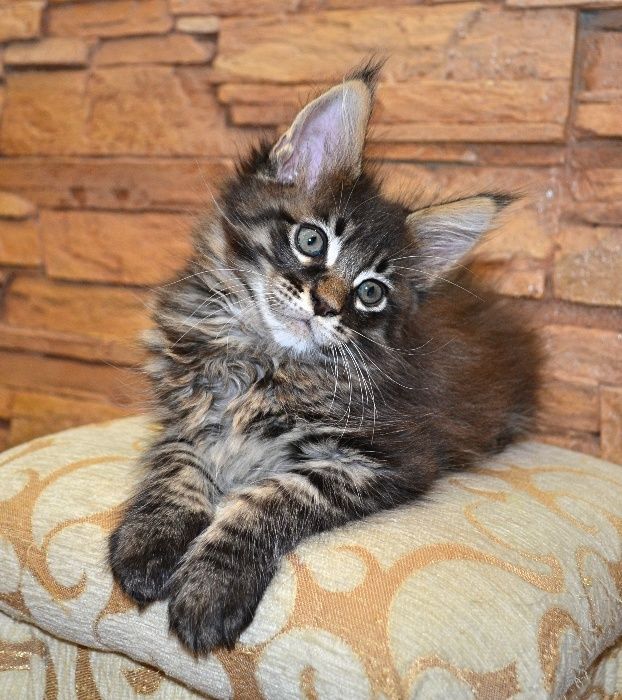 Котенок Мейн-кун, который покорит ваше сердце! Лучшие клубные дети.