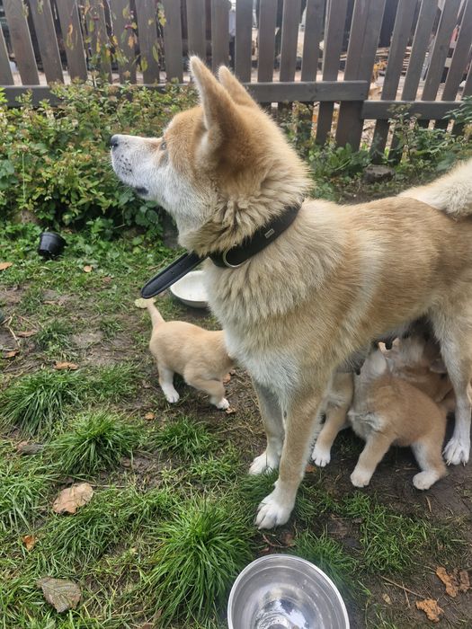 Akita inu pieski i sunie