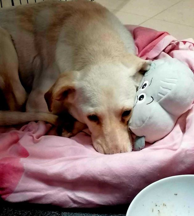 W typie charta wloskiego okolo 8 lata Adopcja