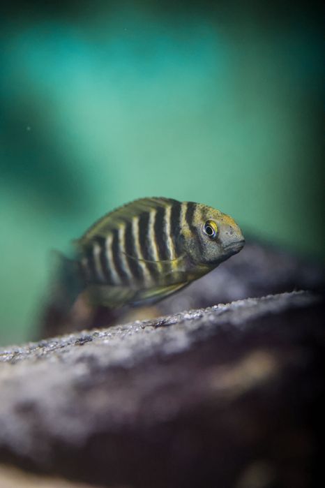 Tropheus Kalemie f1, ciclideos africanos, lago tanganyika