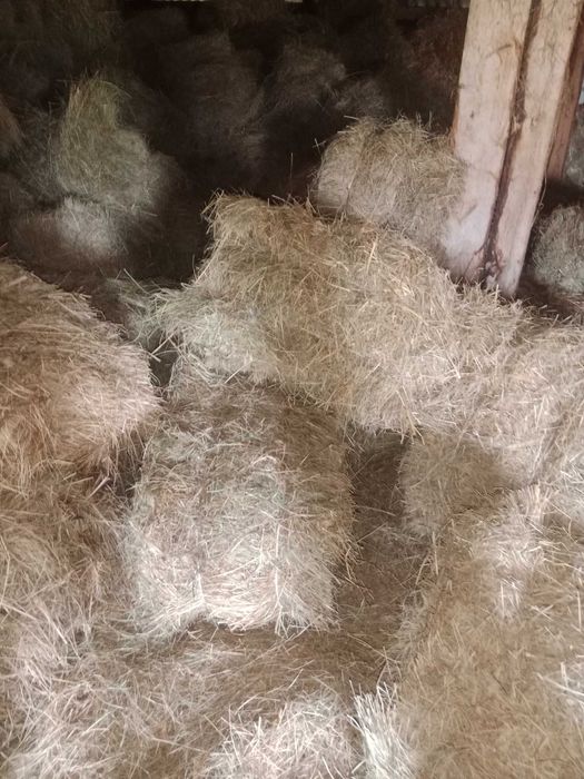 Siano kostka 7zl /baloty 150