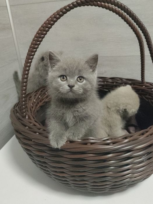 Шотландський прямовухий класичний хлопчик. 1.5 міс.