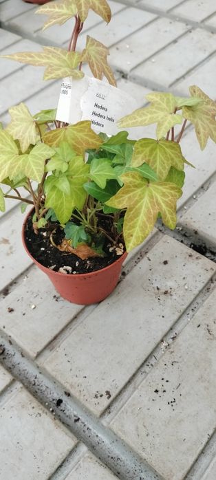 Heras ou trepadeiras