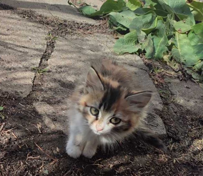 Кішечки шукають домівку