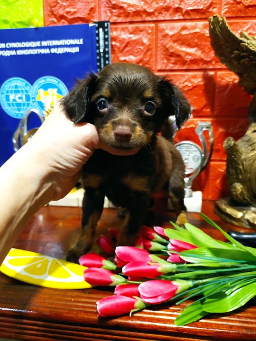 Длинношерстные мальчик и девочка,от Чемпионов! Док.КСУ,чип,привиты