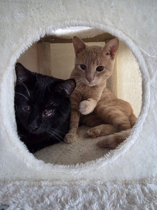 2-letni Bambo do adopcji