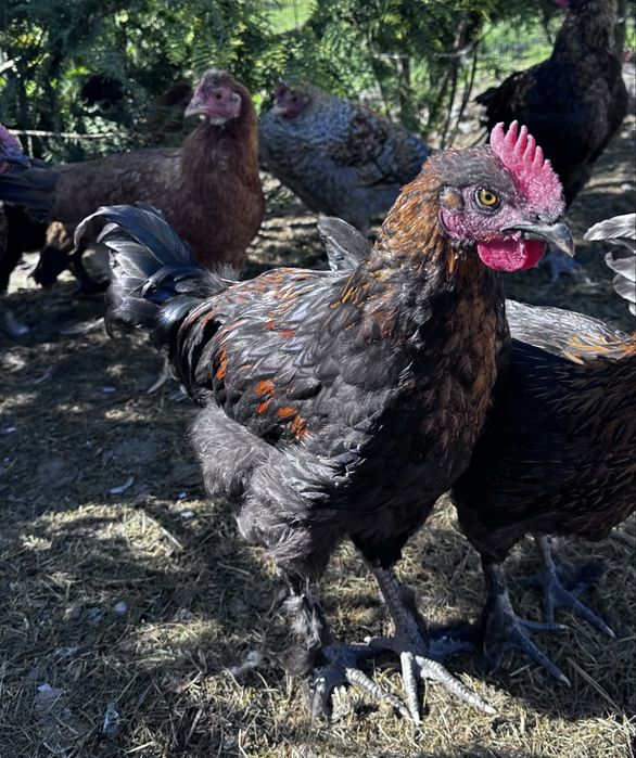 Młode koguty Marans