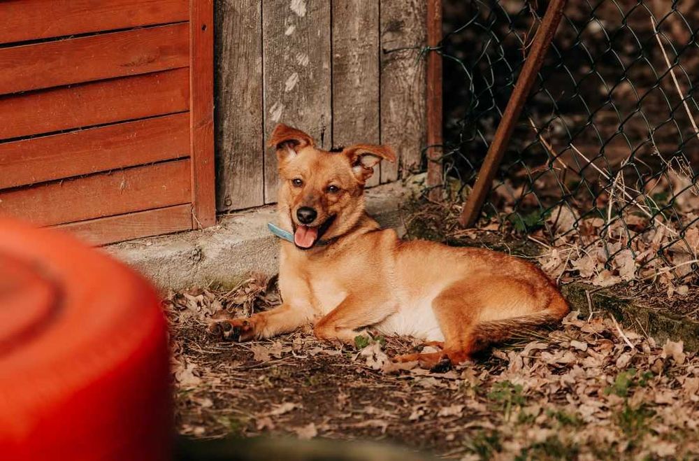 Uwielbiający wygrzewanie się na słońcu młodziutki Sunny szuka domu!!!